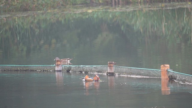 Mandarin Duck - ML647554351