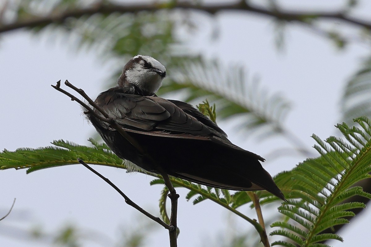 White-headed Sawwing - ML647554353