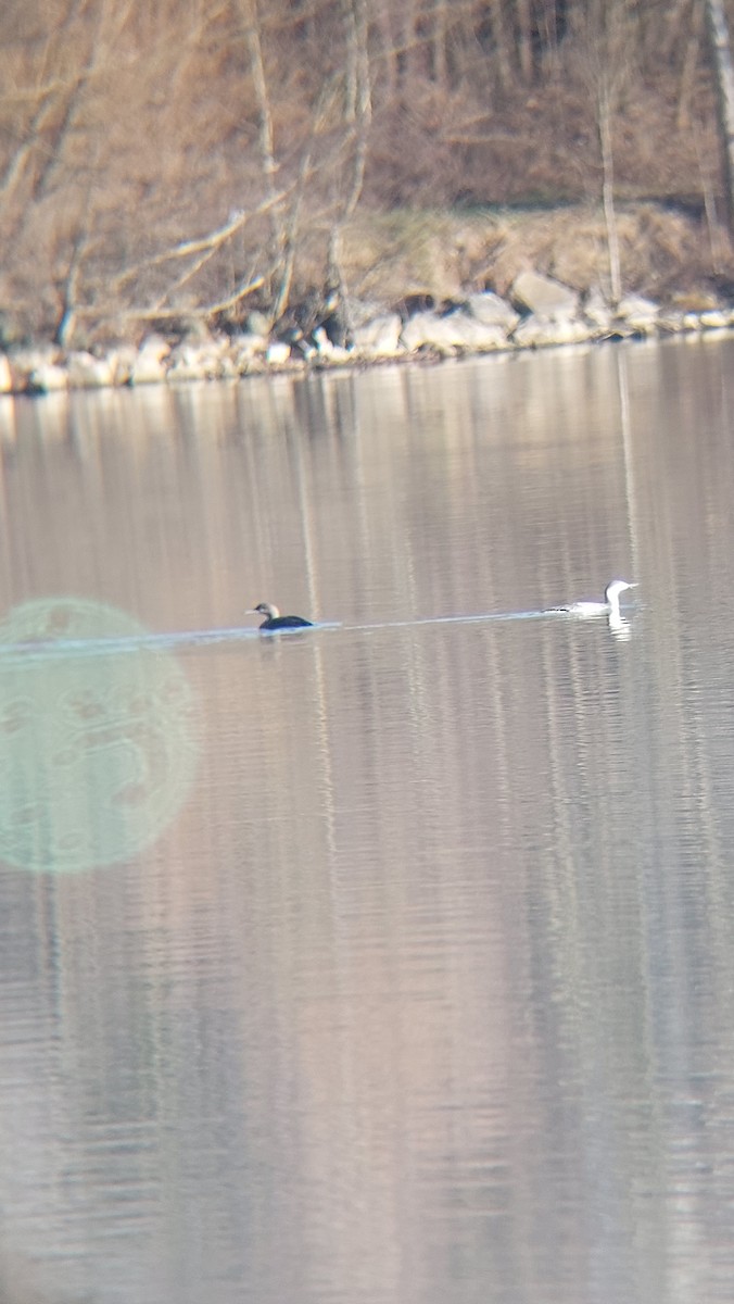 צוללן שחור-גרון - ML647554354