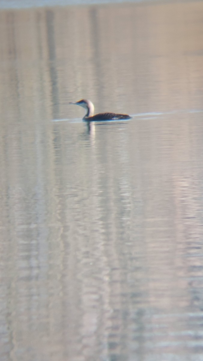צוללן שחור-גרון - ML647554355