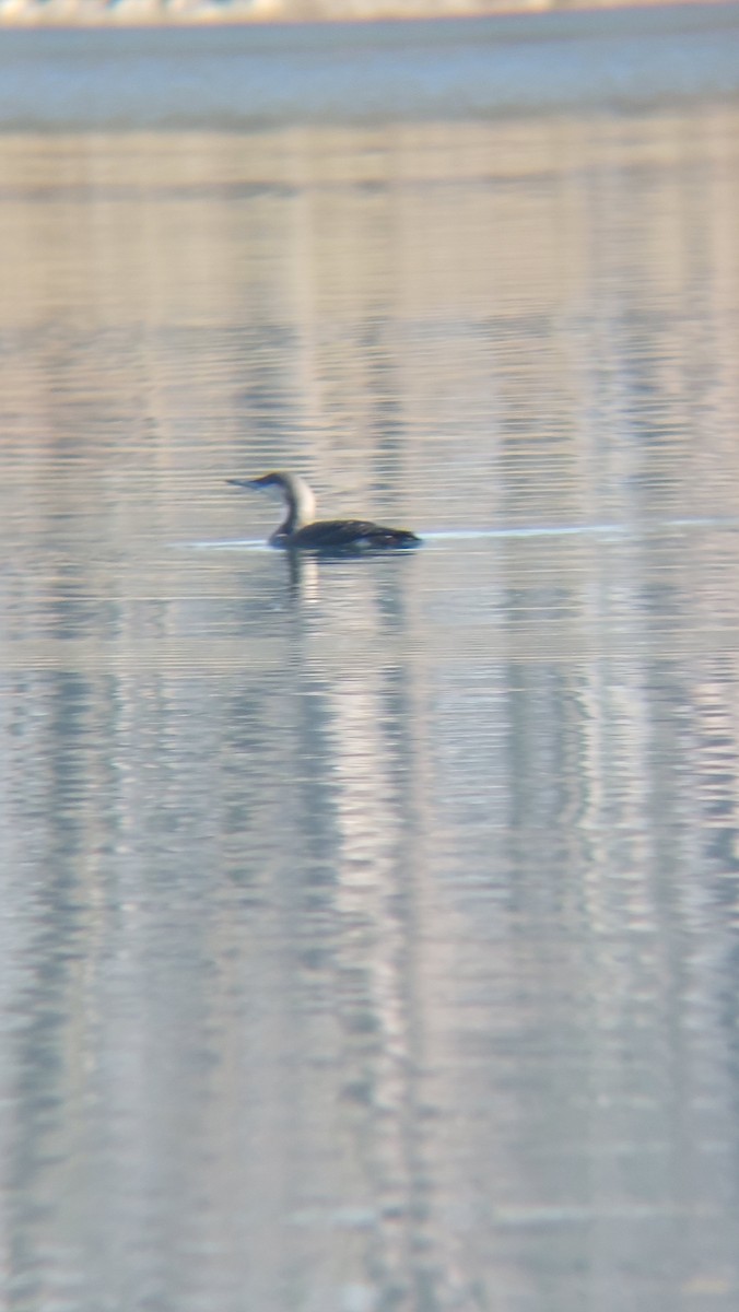 צוללן שחור-גרון - ML647554356