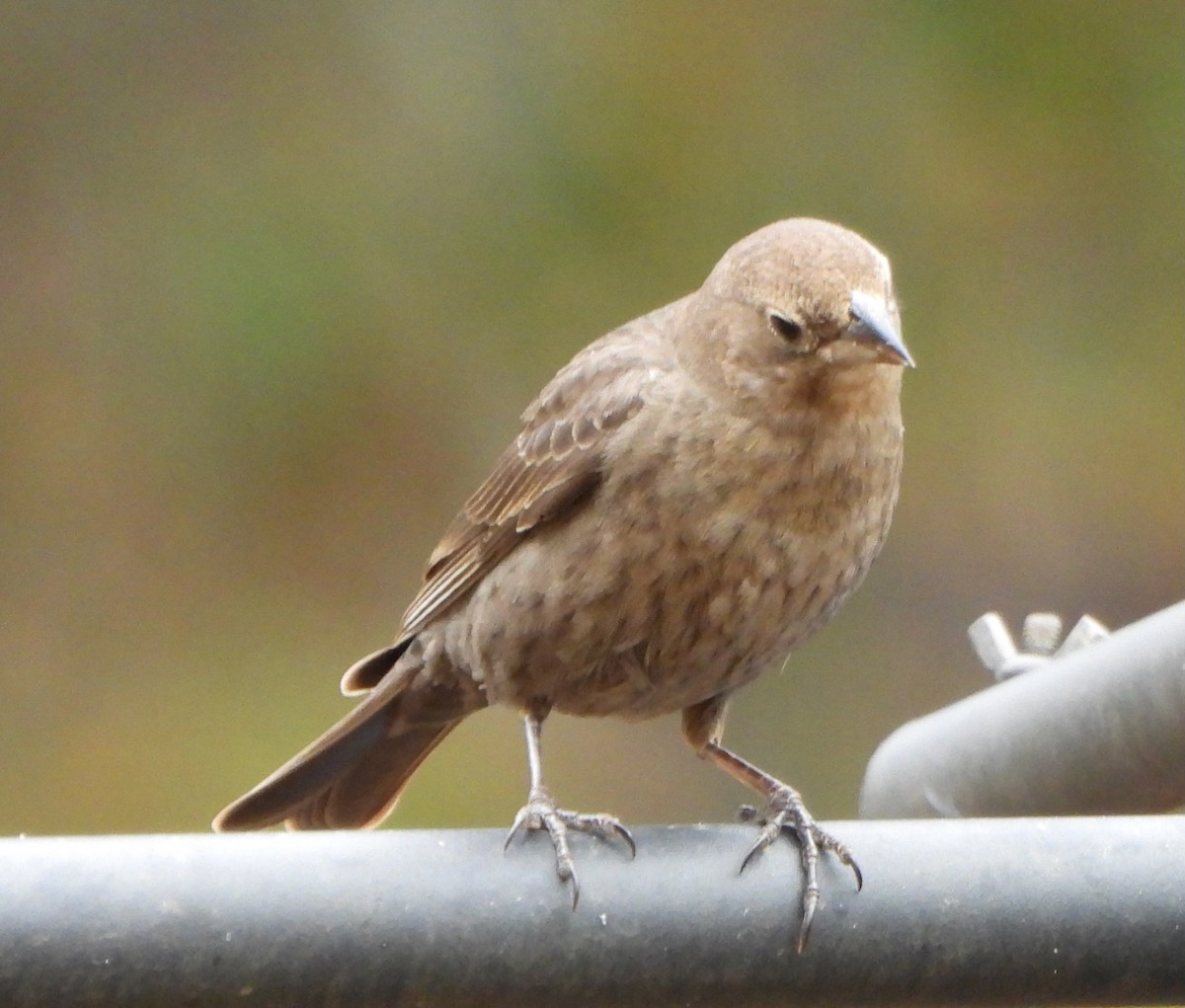 שחרורית חומת-ראש - ML647554357