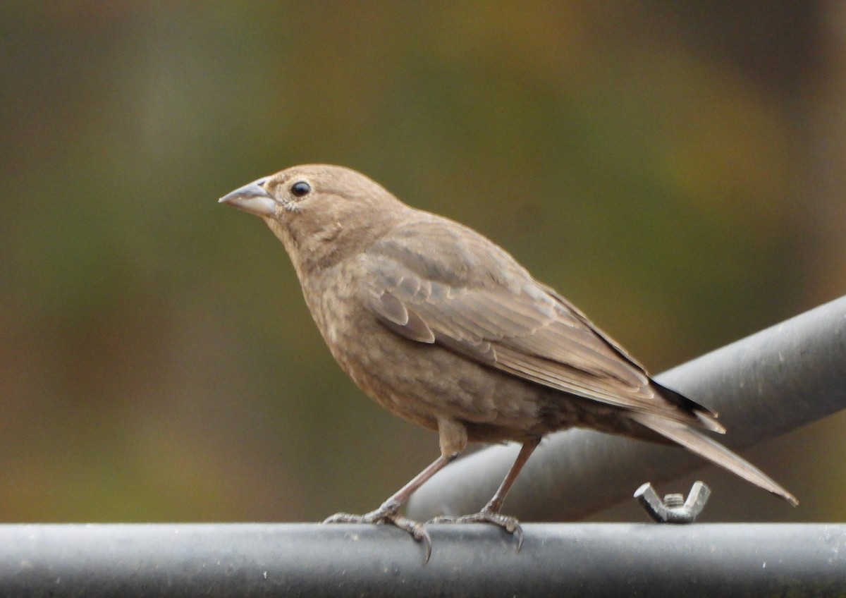 שחרורית חומת-ראש - ML647554358