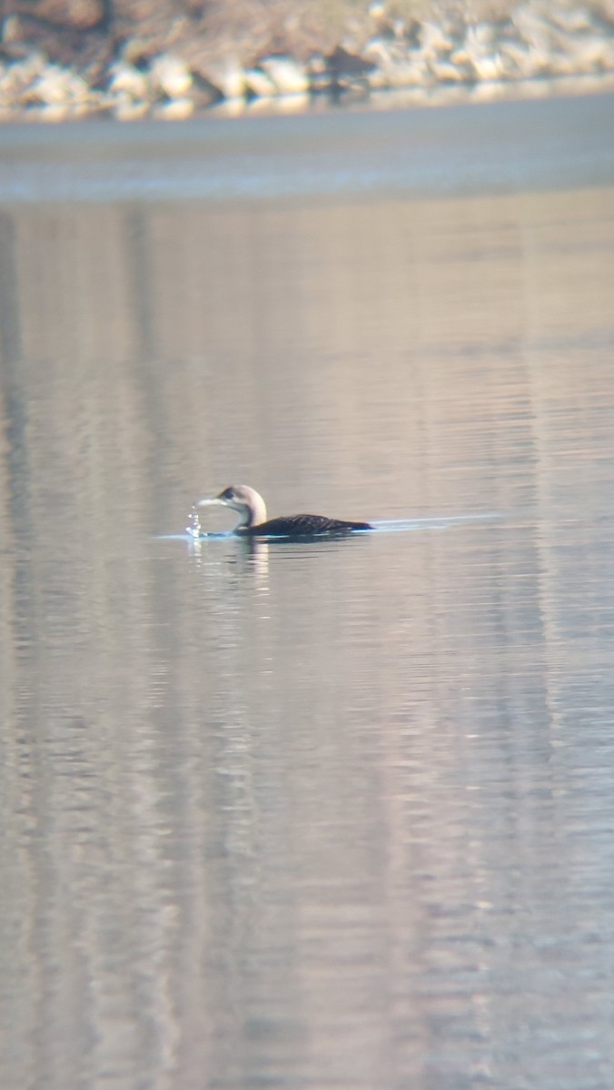 צוללן שחור-גרון - ML647554359