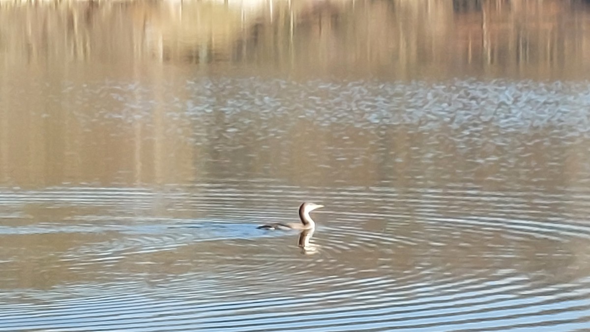 צוללן שחור-גרון - ML647554361