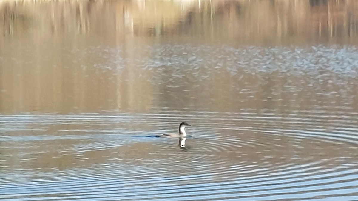 צוללן שחור-גרון - ML647554362