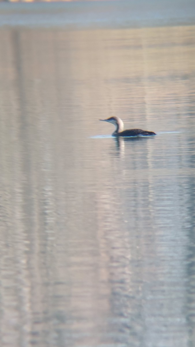 צוללן שחור-גרון - ML647554363