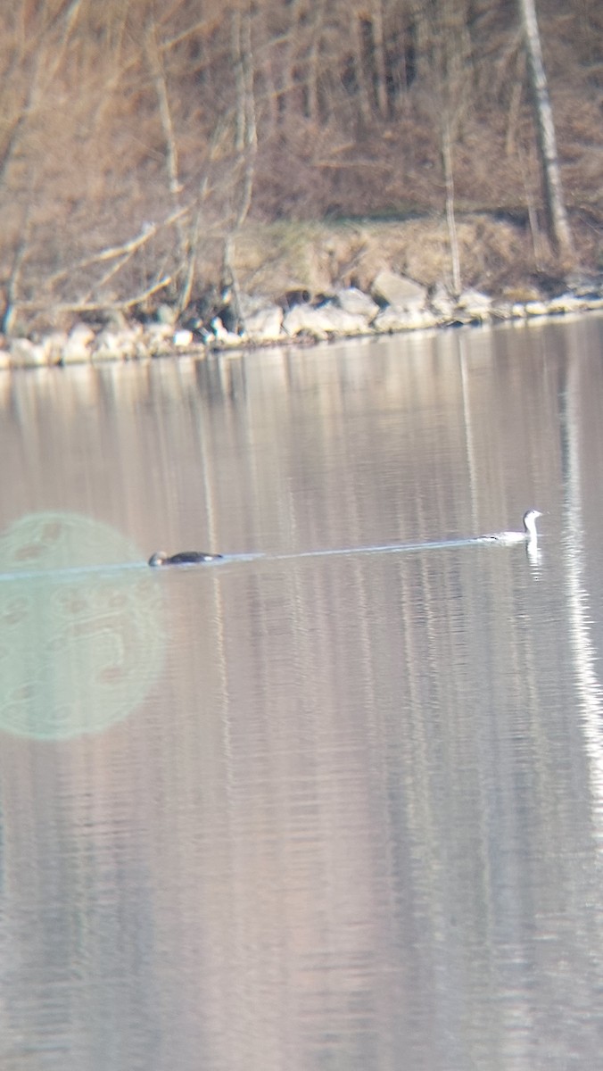 צוללן שחור-גרון - ML647554364