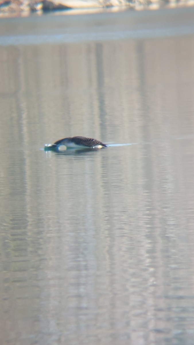 צוללן שחור-גרון - ML647554365