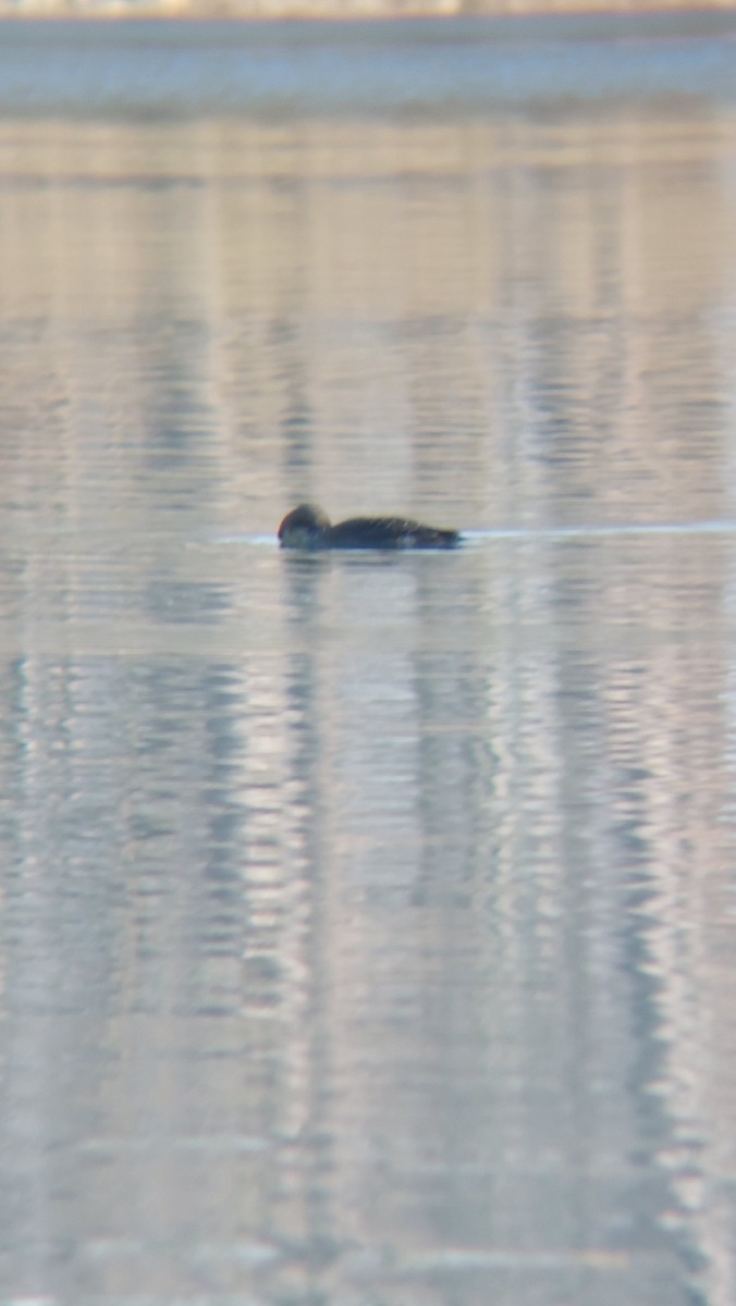 צוללן שחור-גרון - ML647554366