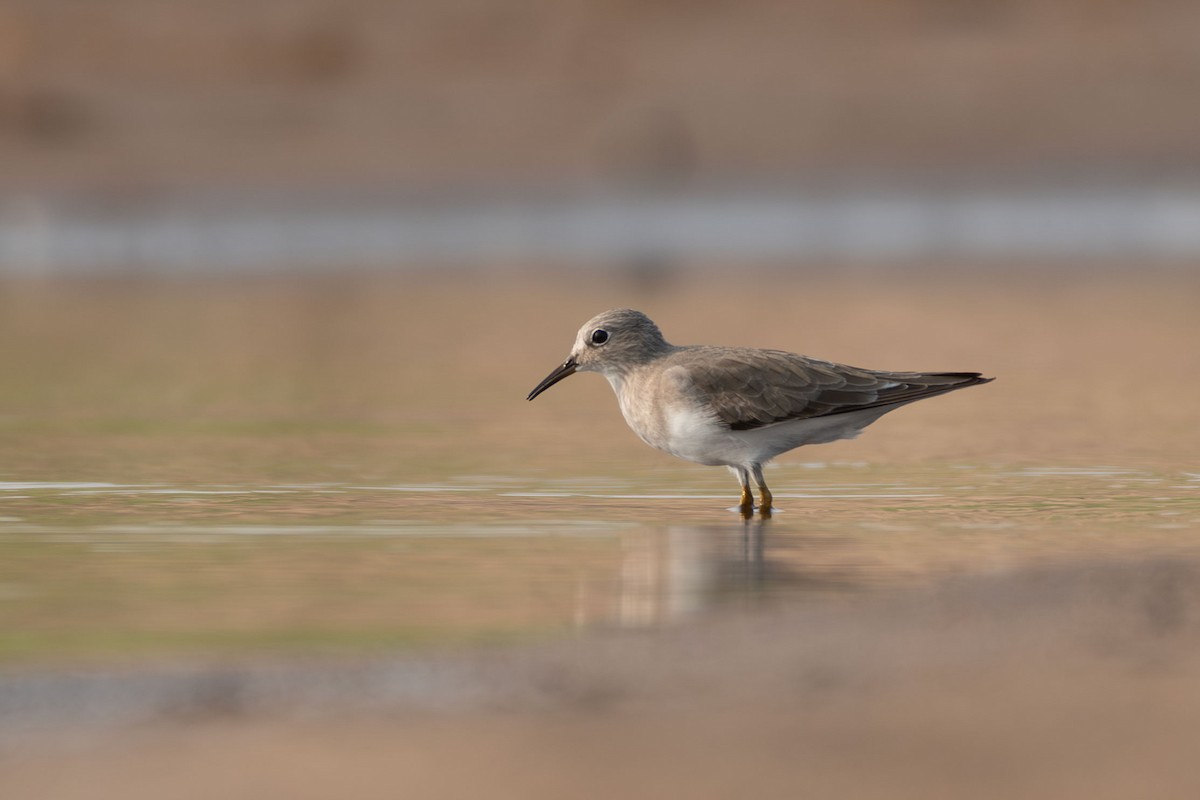 חופית טמינק - ML647554372