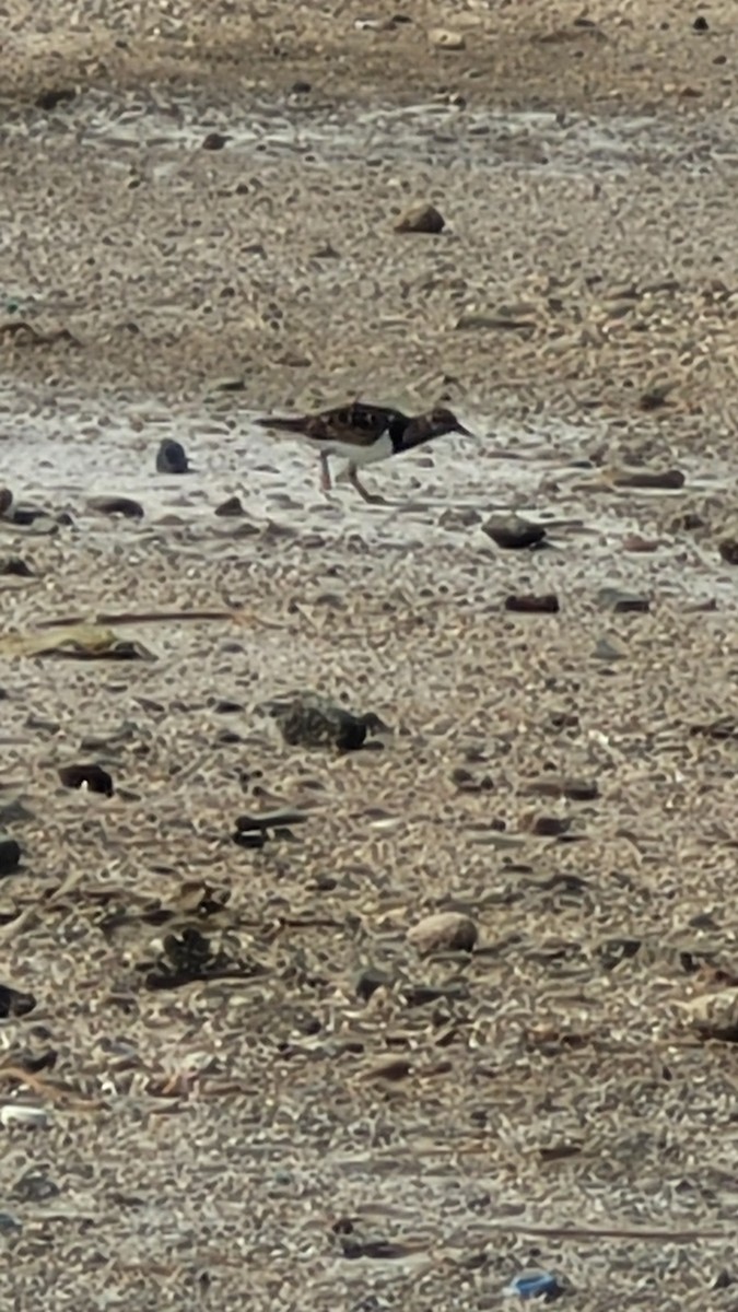 ארנריה אדמונית - ML647554374