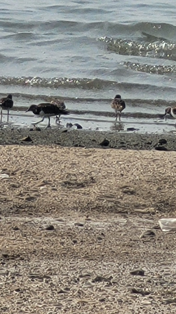 ארנריה אדמונית - ML647554375