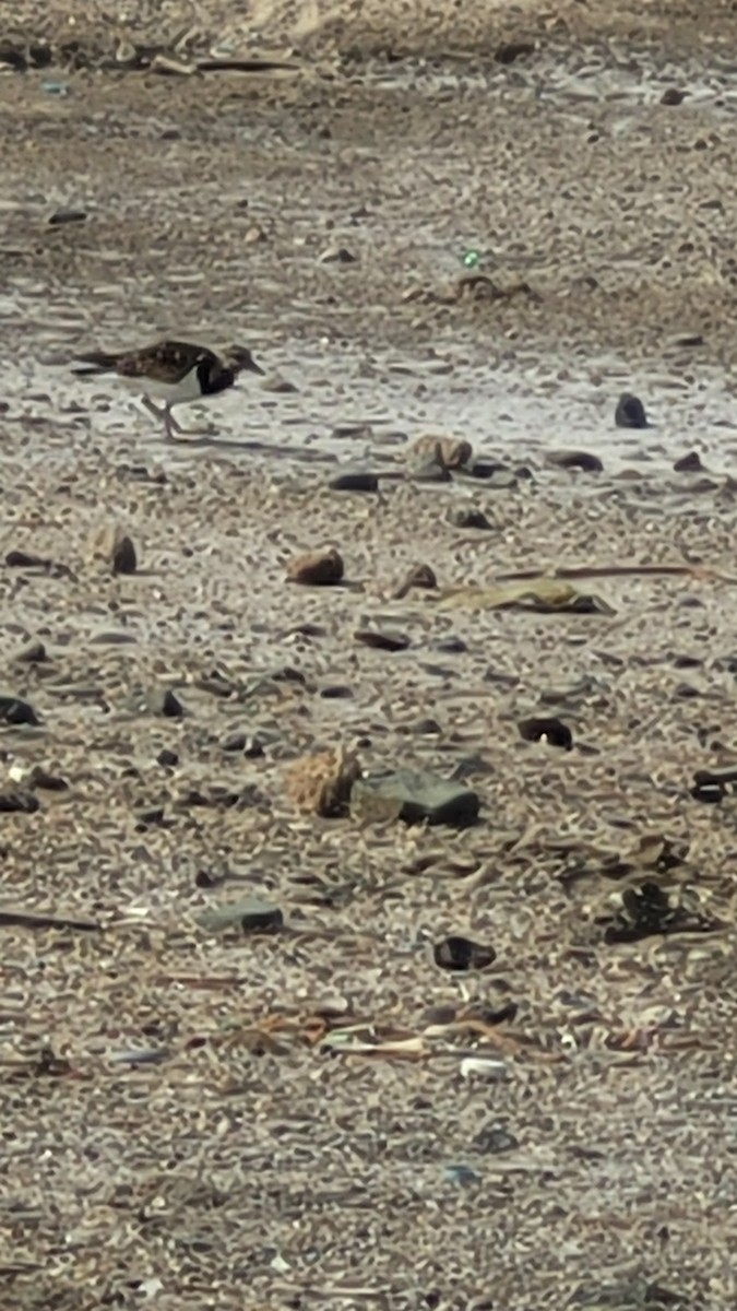 ארנריה אדמונית - ML647554376