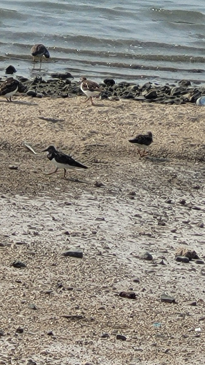 ארנריה אדמונית - ML647554377