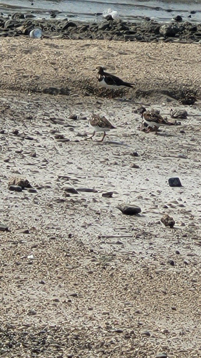 ארנריה אדמונית - ML647554378