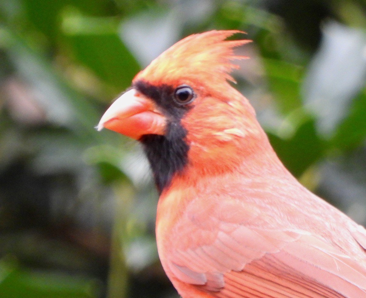 קרדינל צפוני - ML647554382