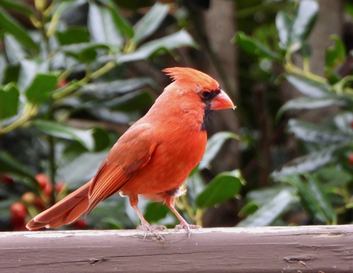 קרדינל צפוני - ML647554383