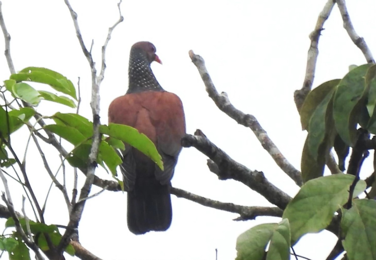 Scaled Pigeon - ML647554388