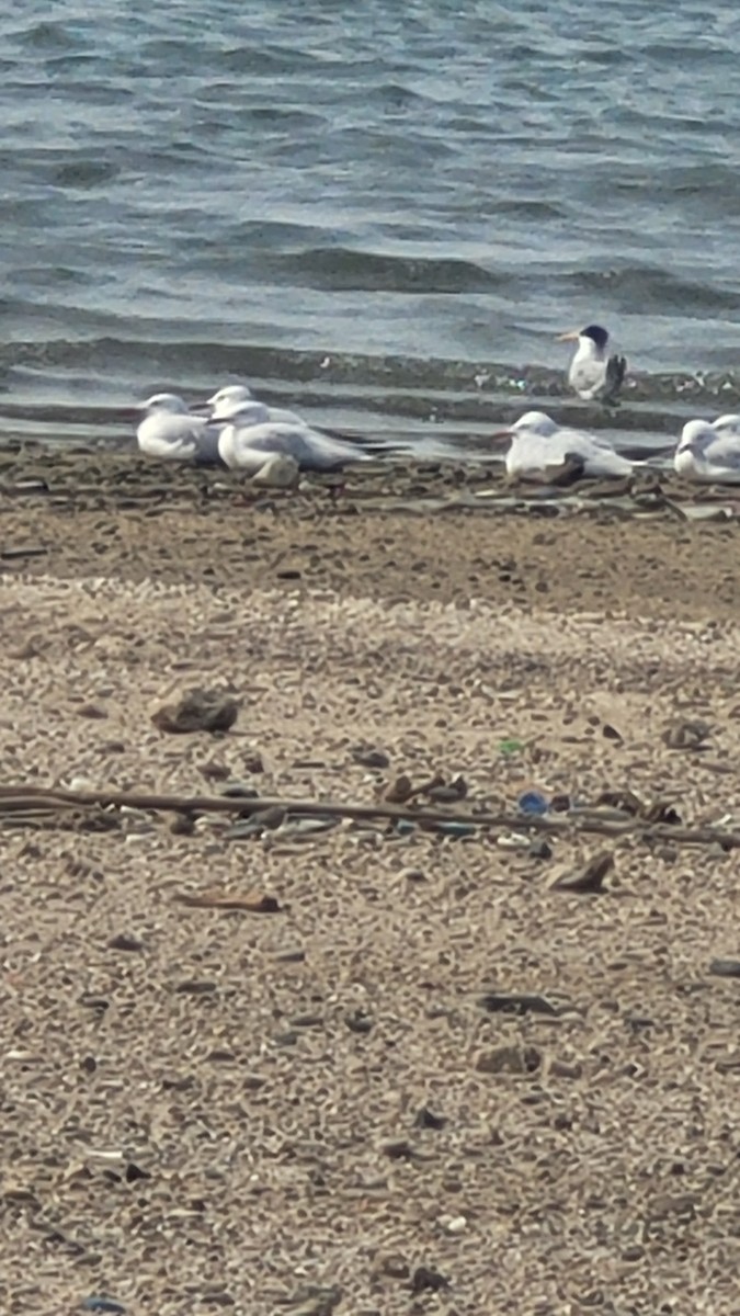 Slender-billed Gull - ML647554394