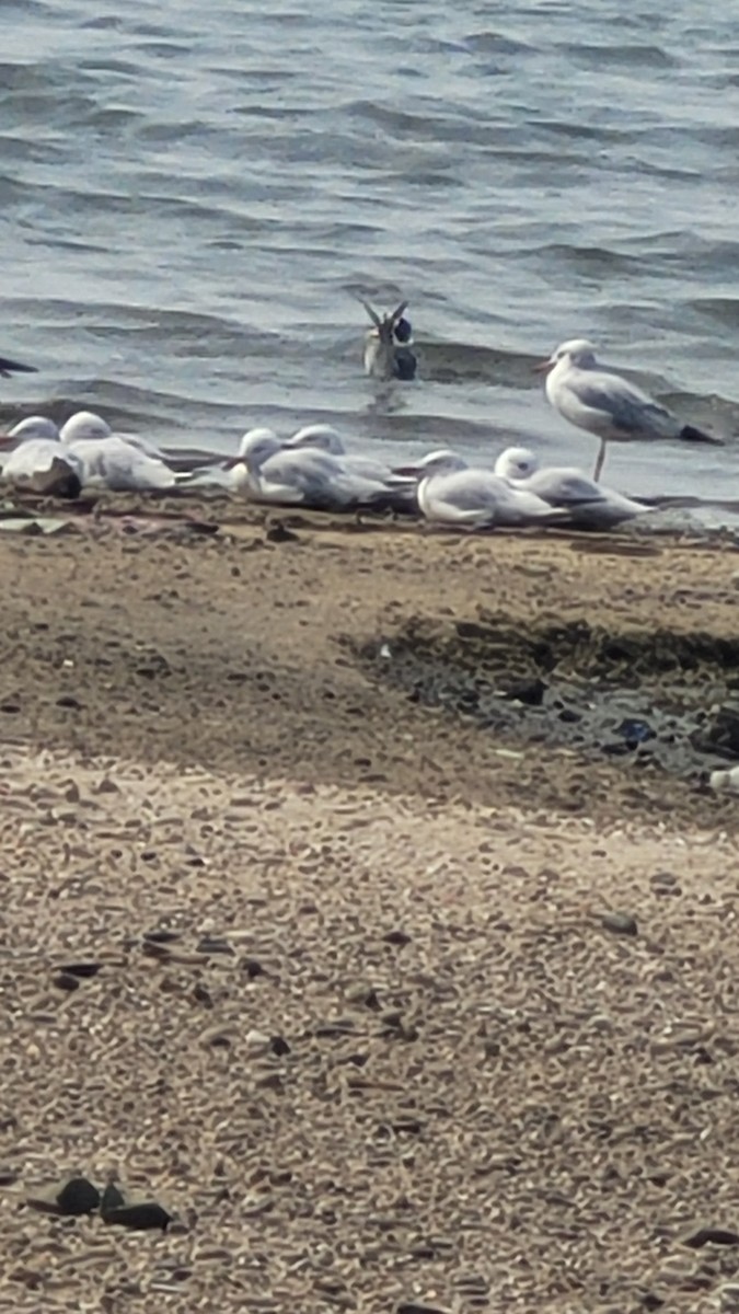 Slender-billed Gull - ML647554395