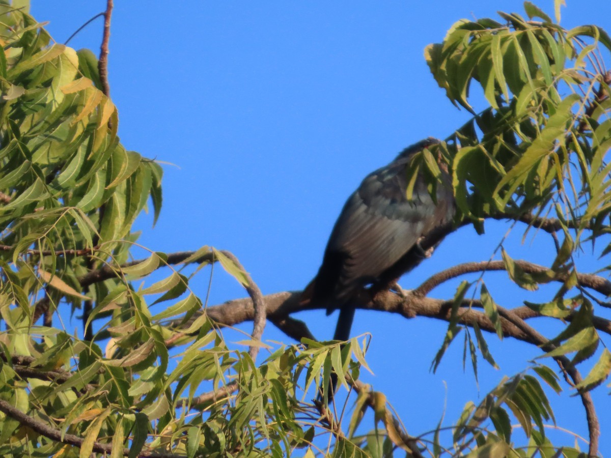 Koel Occidental - ML647554408