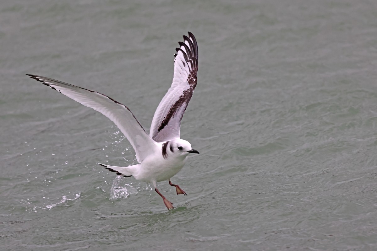Gaviota Tridáctila - ML647554410