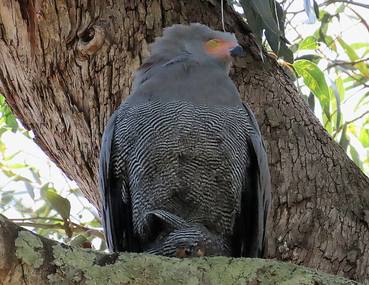 Aguilucho Caricalvo Común - ML647554411