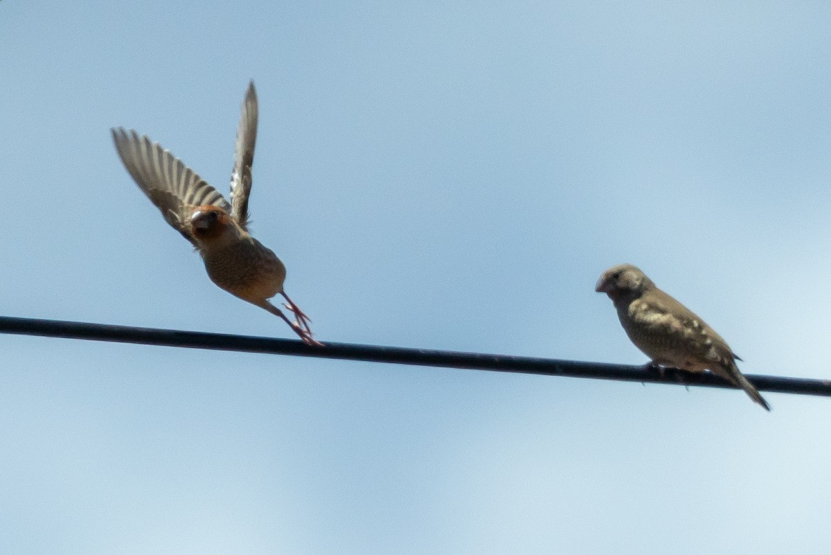 Estrilda Cabecirroja - ML647554413