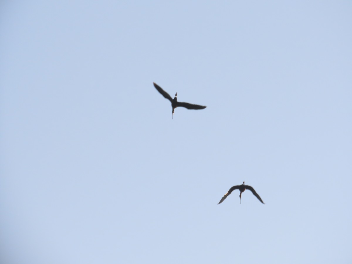 Morito Común - ML647554415