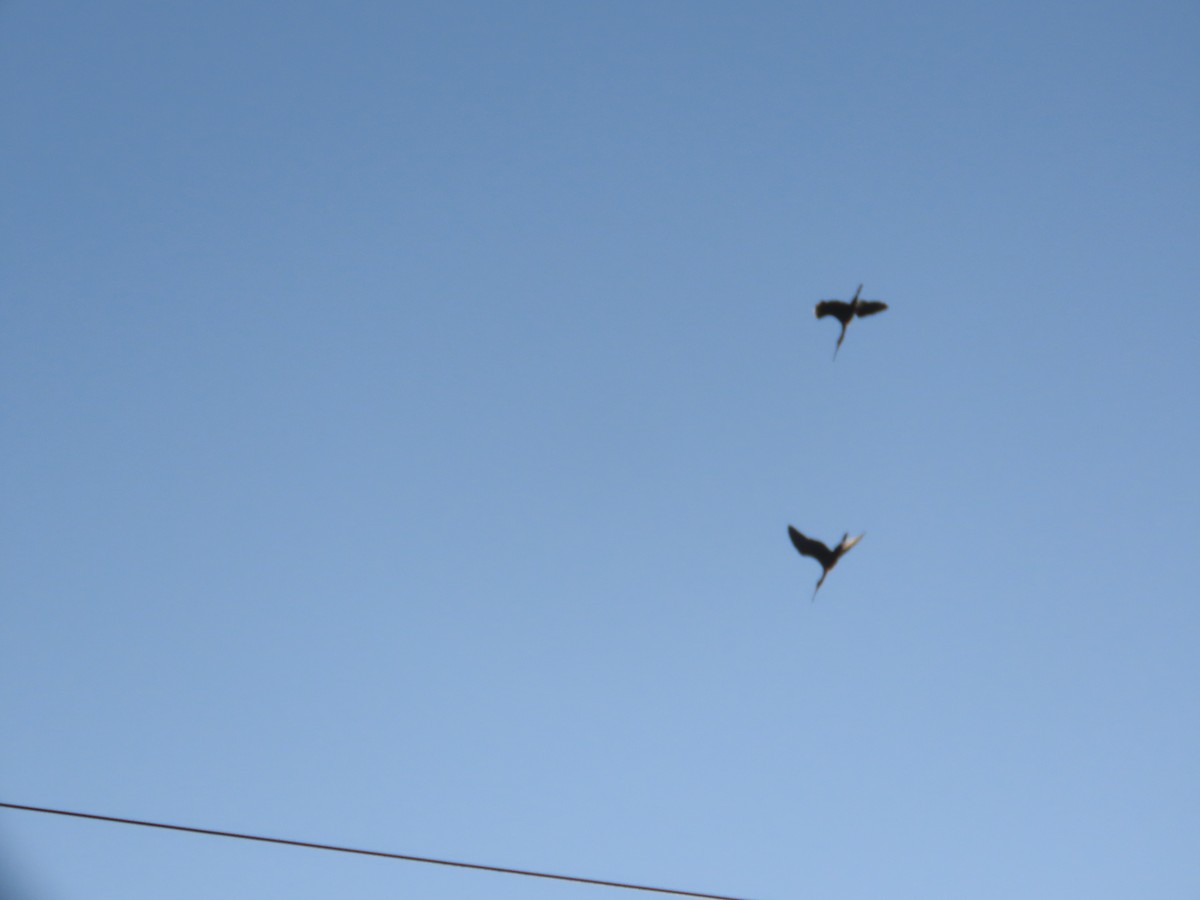 Morito Común - ML647554416