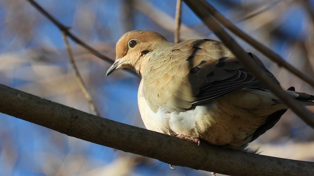 Zenaida Huilota - ML647554417