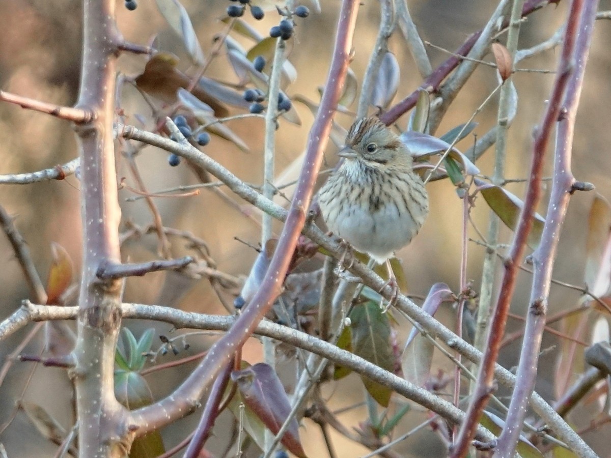 Chingolo de Lincoln - ML647554419