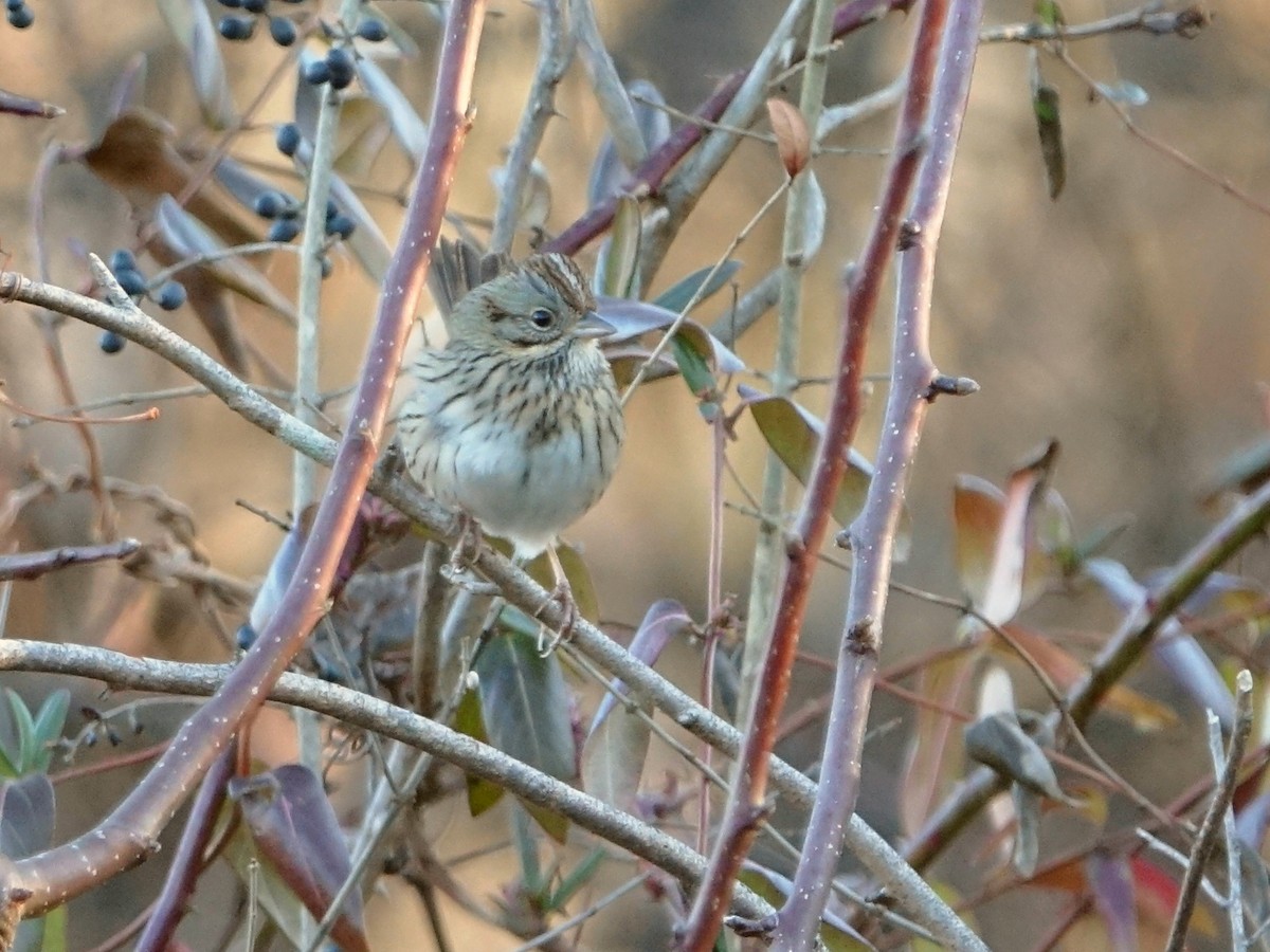 Chingolo de Lincoln - ML647554420