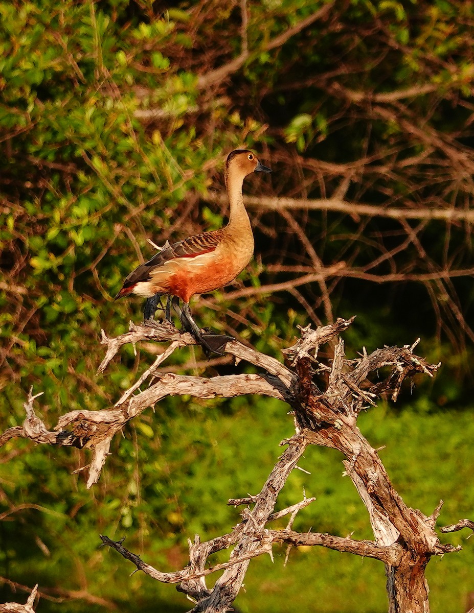 樹鴨 - ML647554421