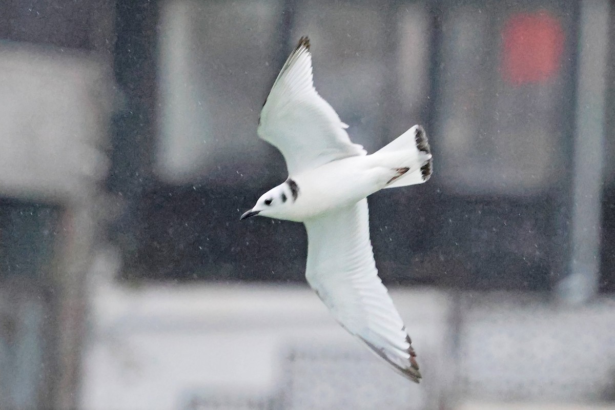Gaviota Tridáctila - ML647554423