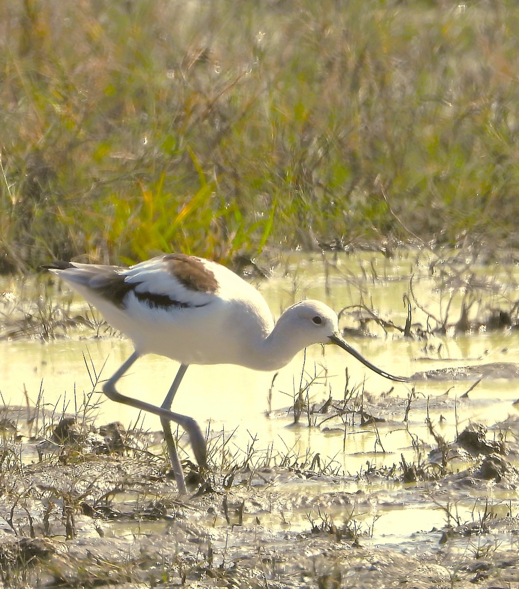 Avoceta Americana - ML647554424