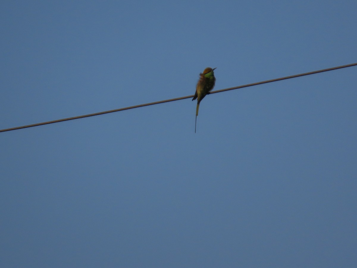 Abejaruco Esmeralda Oriental - ML647554425