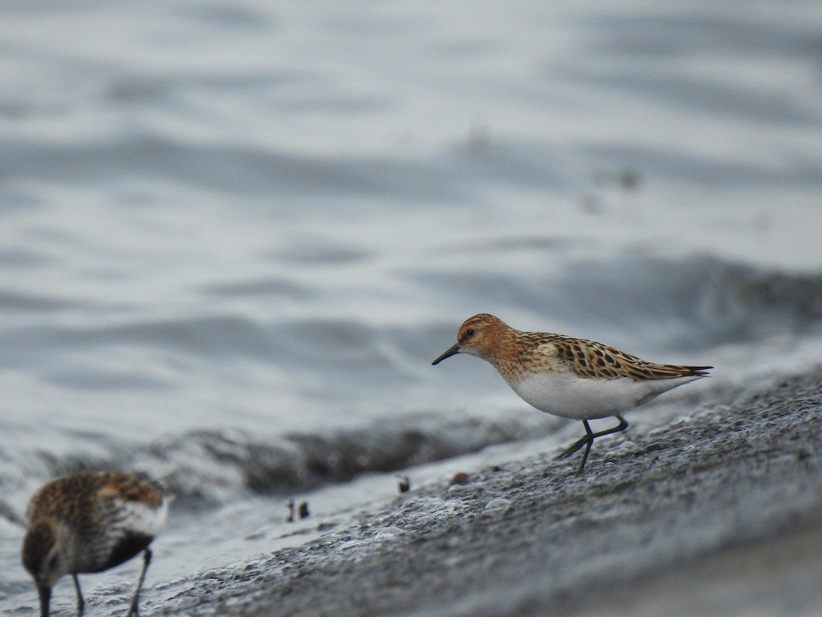 Correlimos Menudo - ML647554426