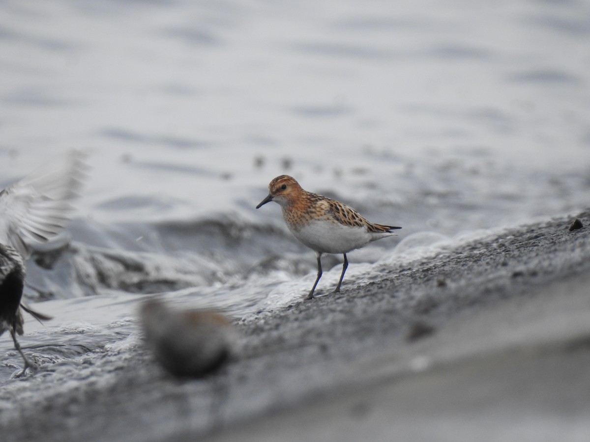 Correlimos Menudo - ML647554427