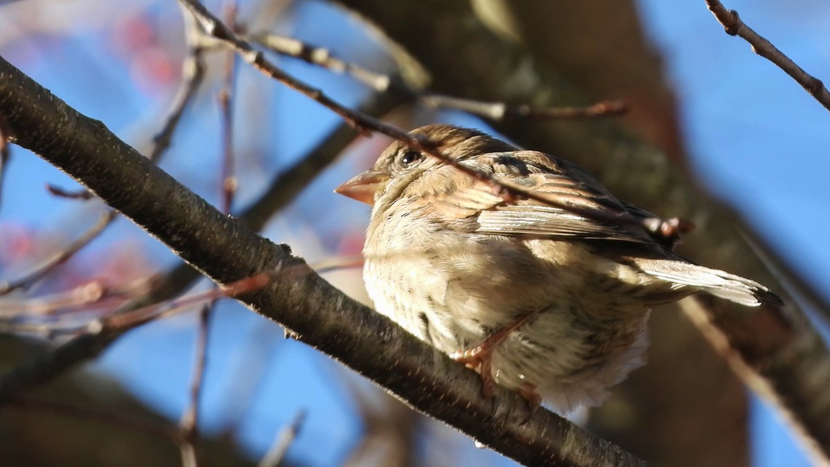 Gorrión Común - ML647554429