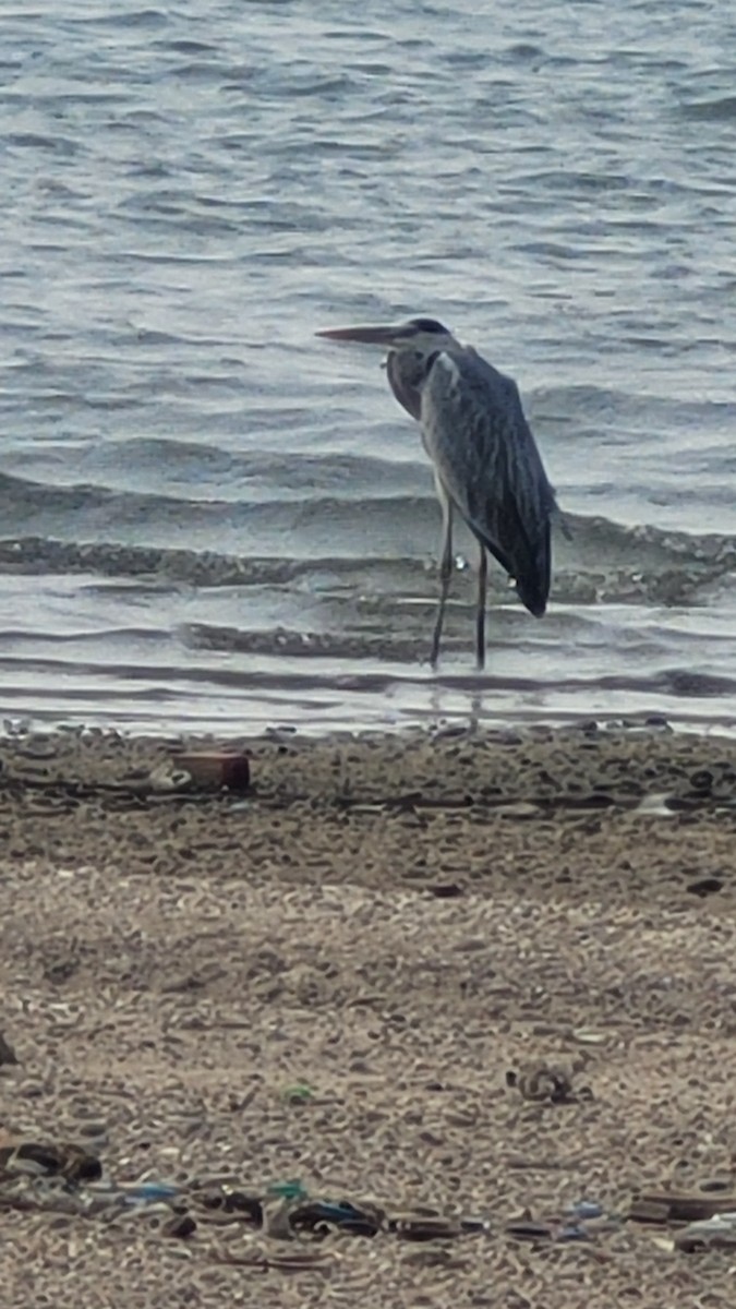 Garza Real - ML647554431