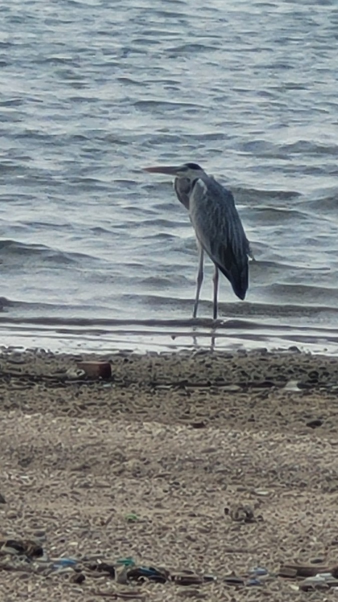 Garza Real - ML647554432