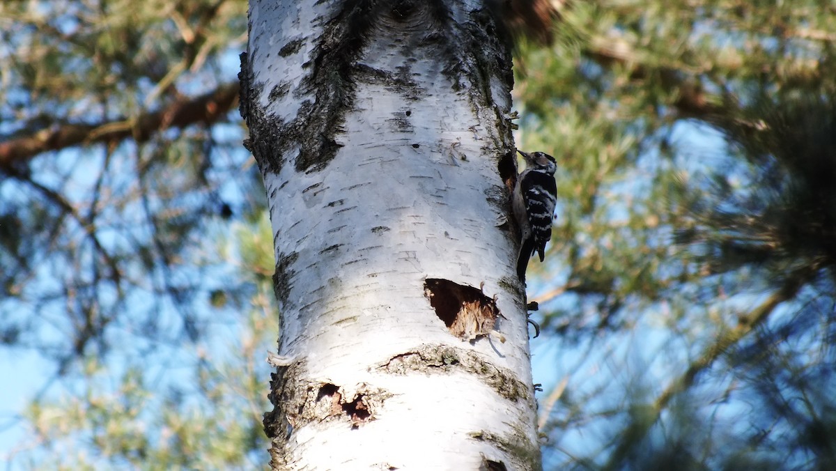 Pico Menor - ML647554434