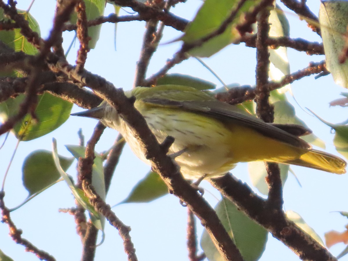 Oropéndola India - ML647554435