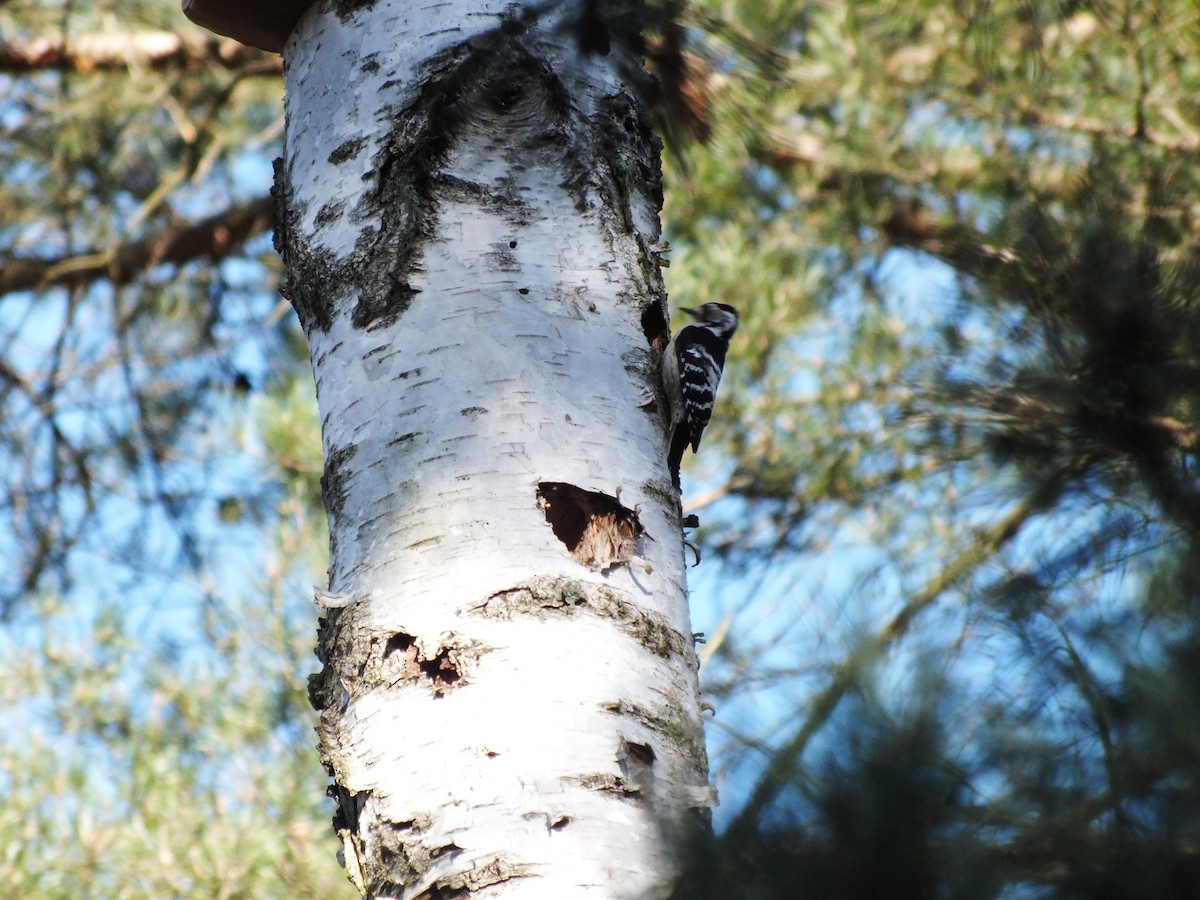 Pico Menor - ML647554436