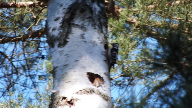 Pico Menor - ML647554437