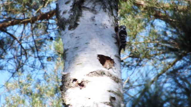 Pico Menor - ML647554438