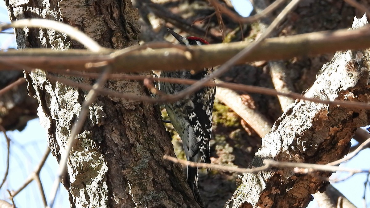 Chupasavia Norteño - ML647554439