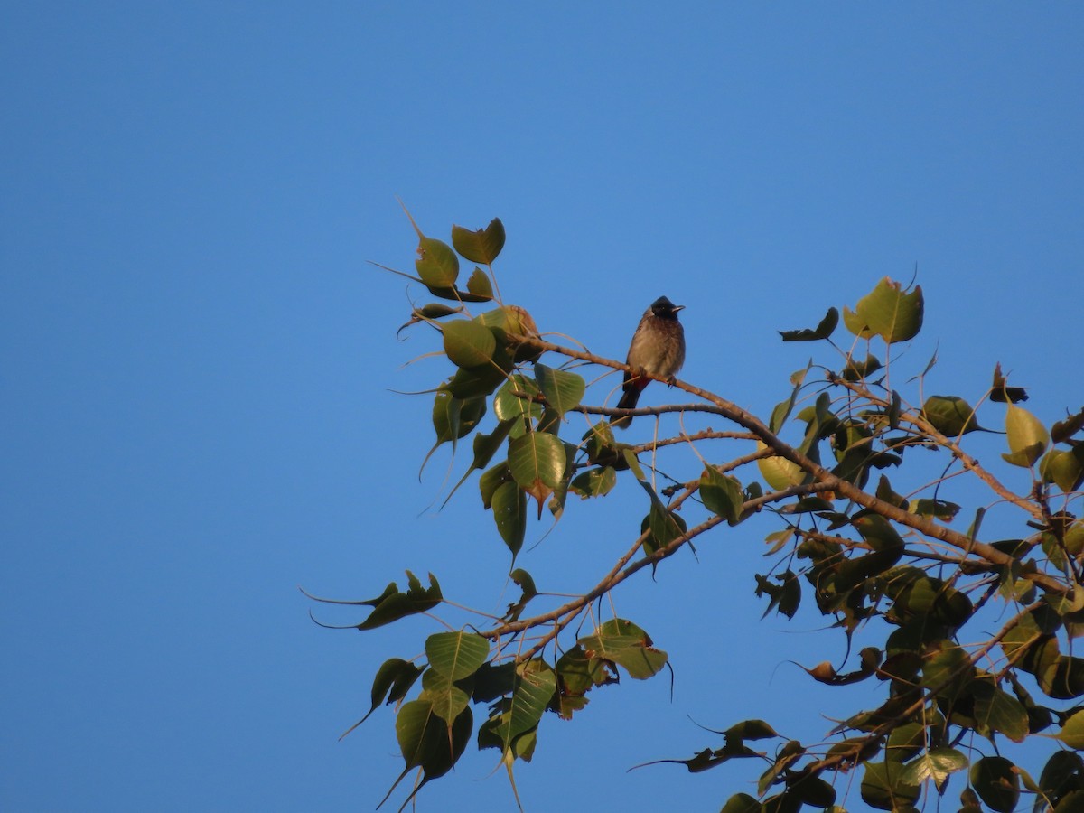 Bulbul Cafre - ML647554440